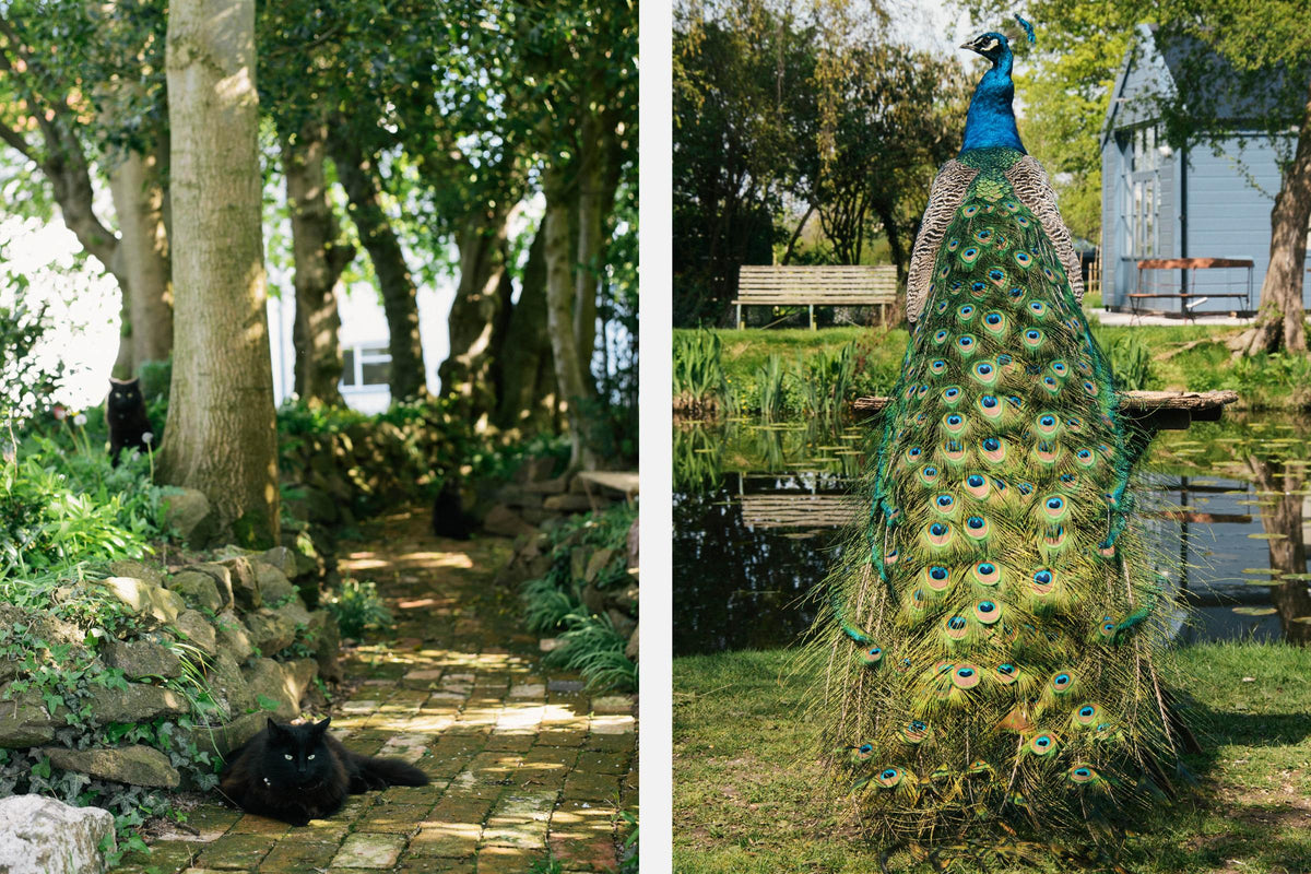 Two pictures of our most beloved residents in Cotes Mill. Our hard-working clowder of cats and prancing peacocks.